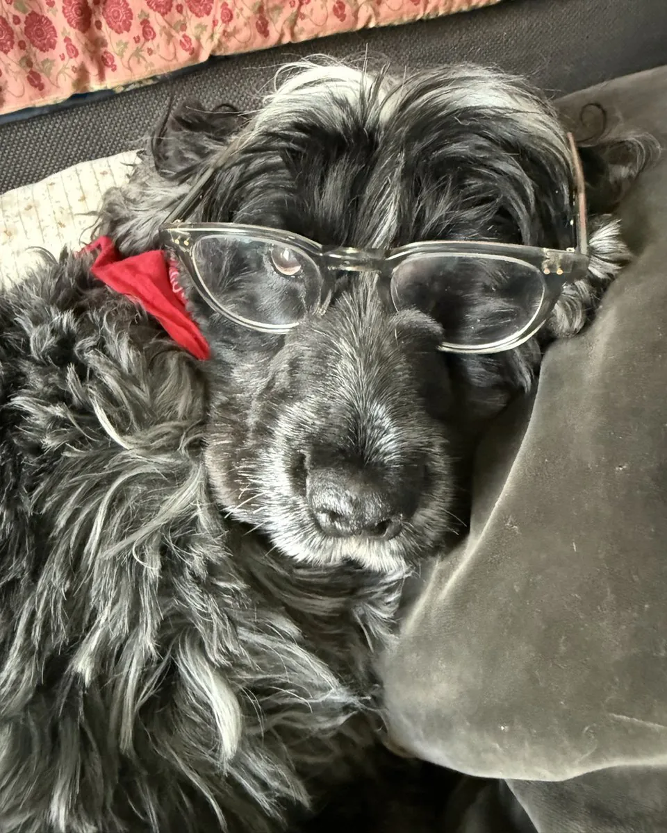 Samba, mon cocker, couché sur un coussin, des lunettes sur le nez et un bandana rouge au cou